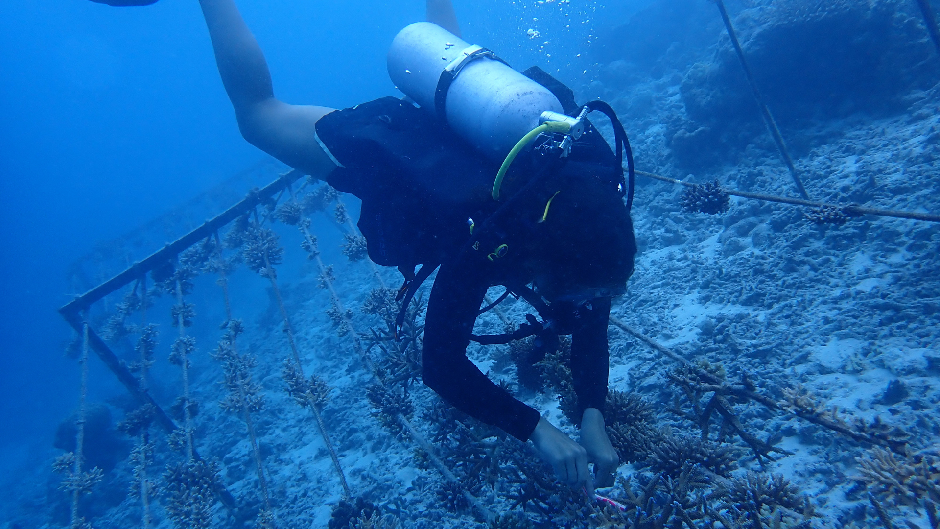 Coral Planting